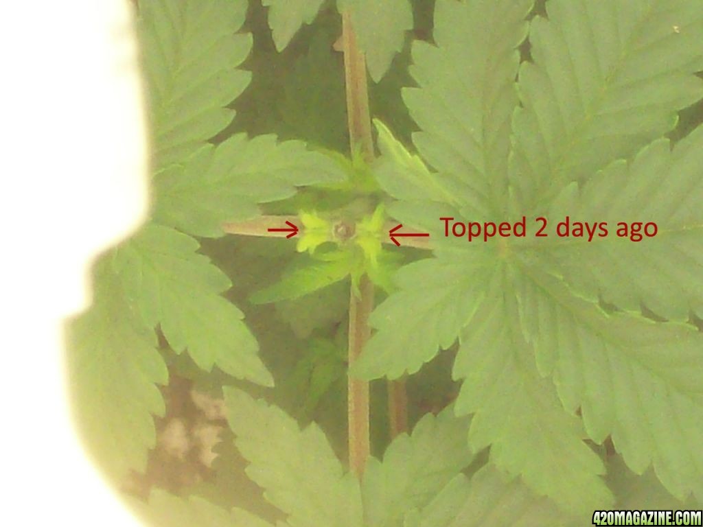 4_Topped