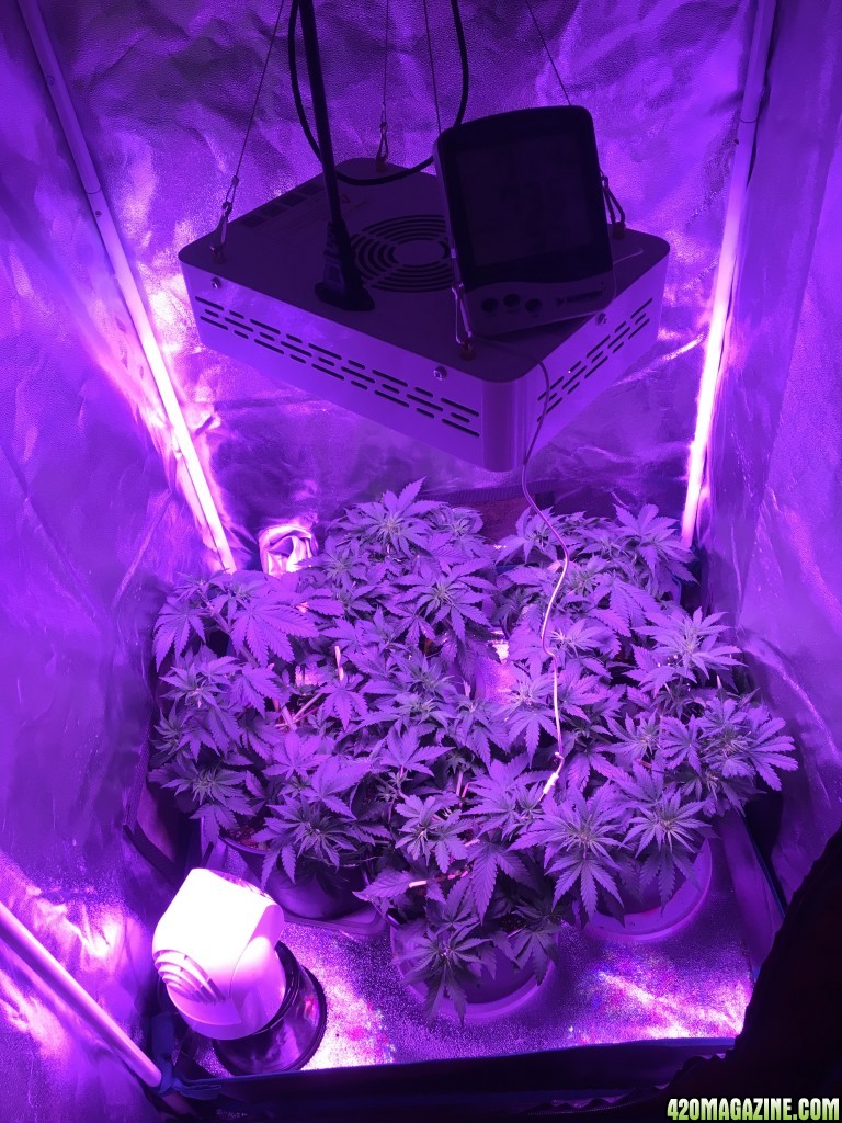 4_week_veg_3