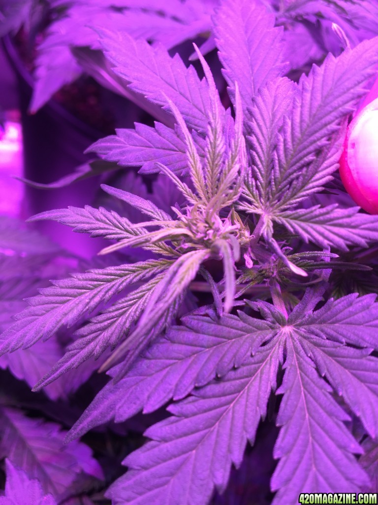 4_weeks_veg_1