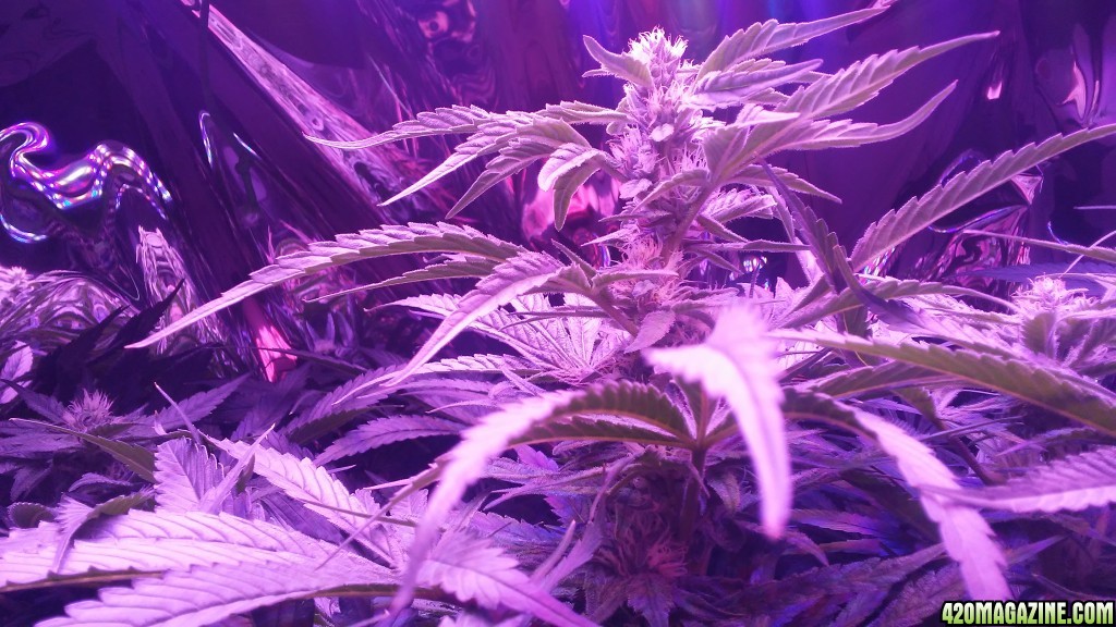 4th week flower. First time hydro. Conspiracy Kush and Space Candy.