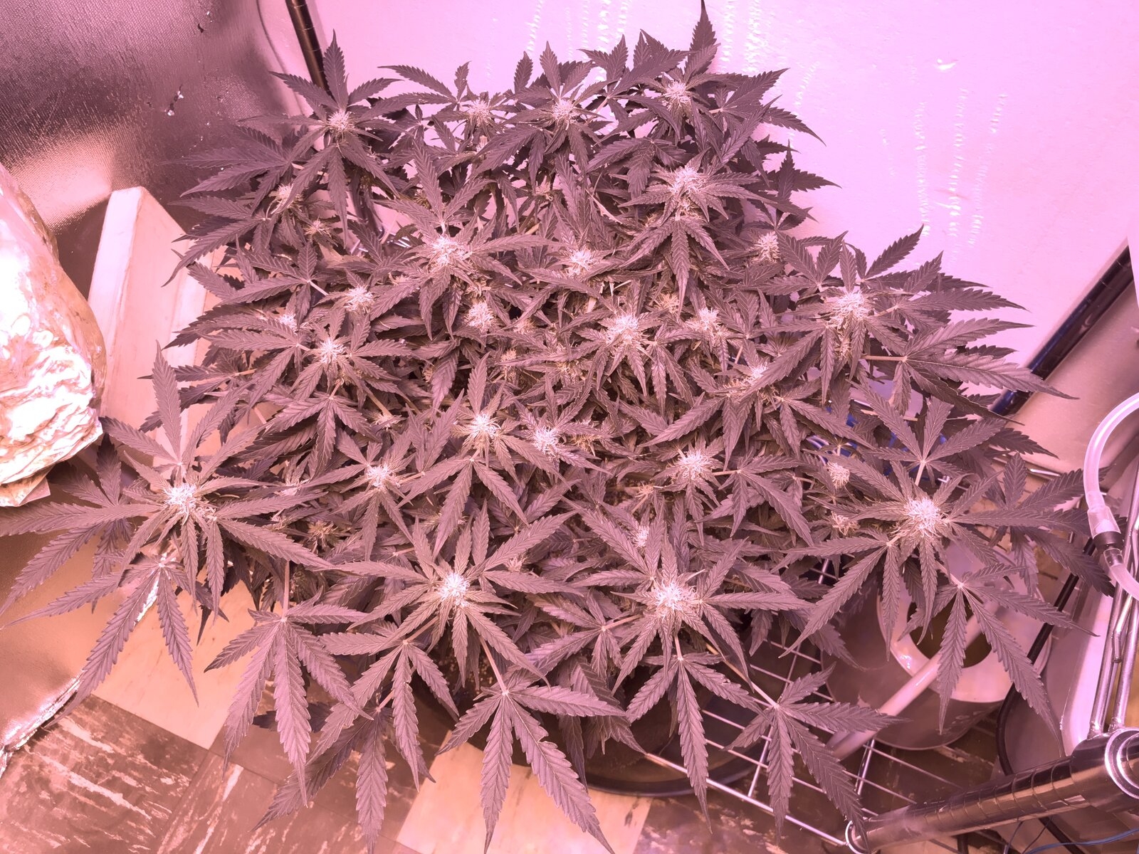 4th Week of Flower.jpeg