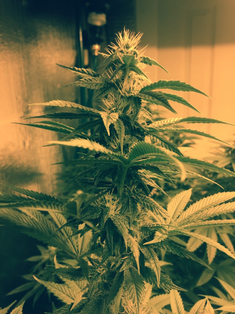 4weeks of Flower: HAIRY!!