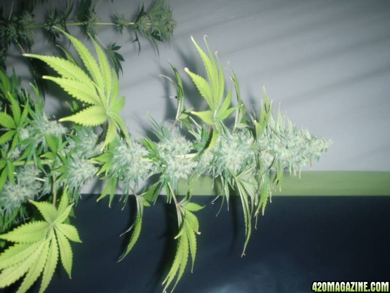 4x Snow White and 4x PPP ( Pure Power Plant ) 55 days flowering