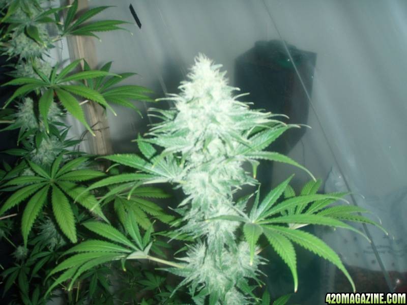 4x Snow White and 4x PPP ( Pure Power Plant ) 55 days flowering