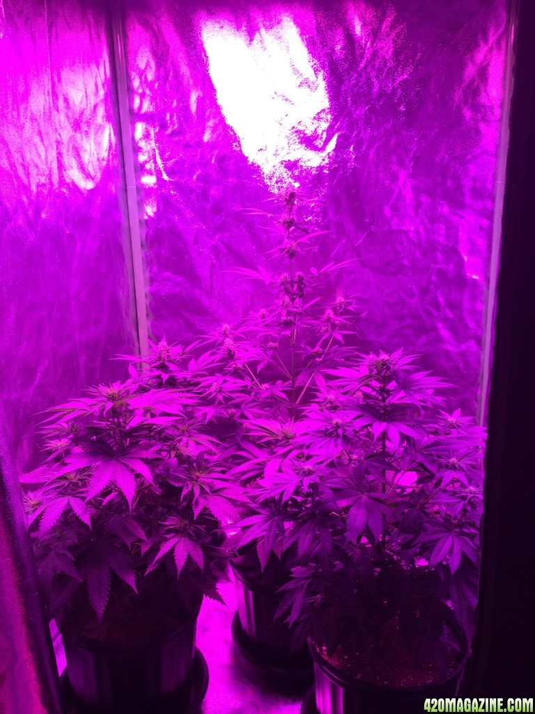 4x4 Fusion Hut w/900 Watt Mars II Hydro LED