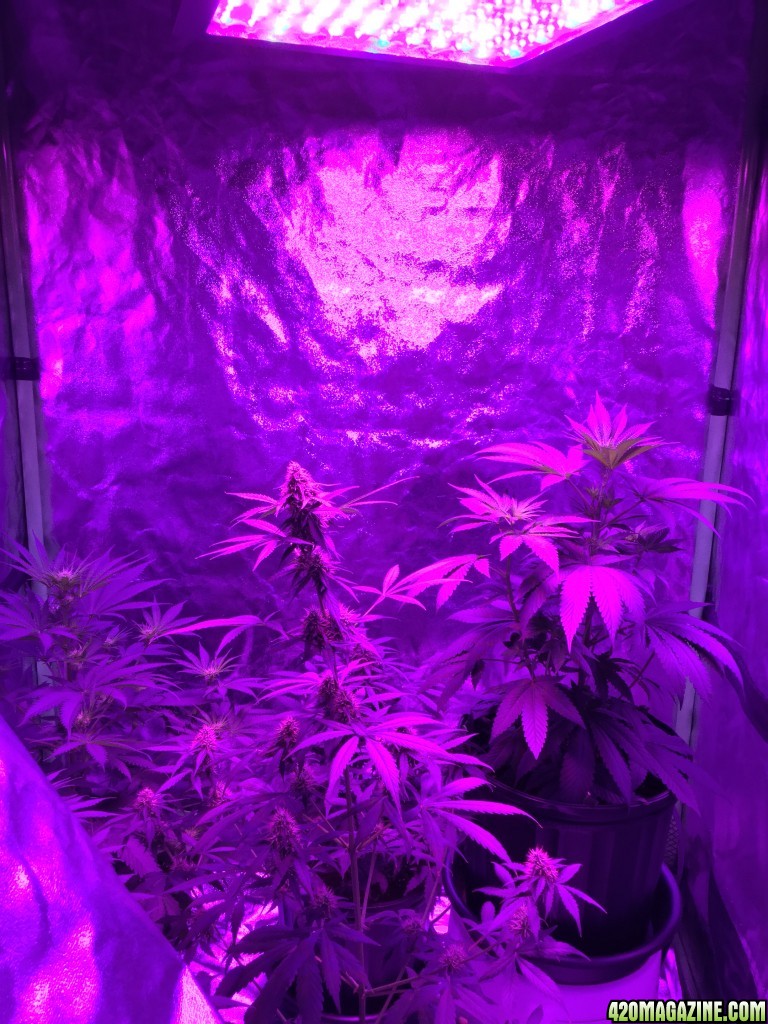 4x4 Fusion Hut w/900 Watt Mars II Hydro LED