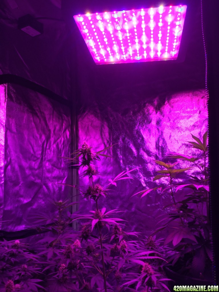 4x4 Fusion Hut w/900 Watt Mars II Hydro LED