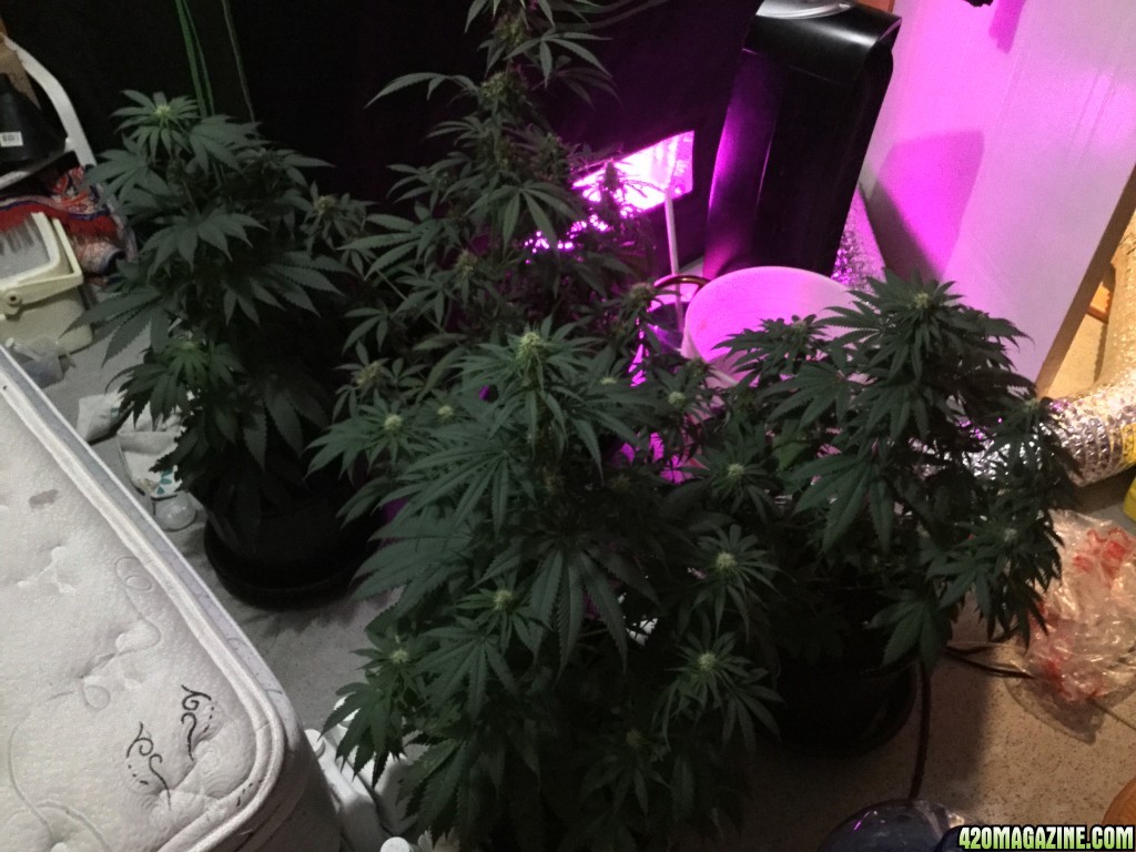 4x4 Fusion Hut w/900 Watt Mars II Hydro LED