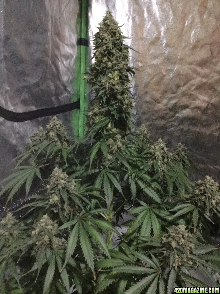 4x4 Fusion Hut w/900 Watt Mars II Hydro LED