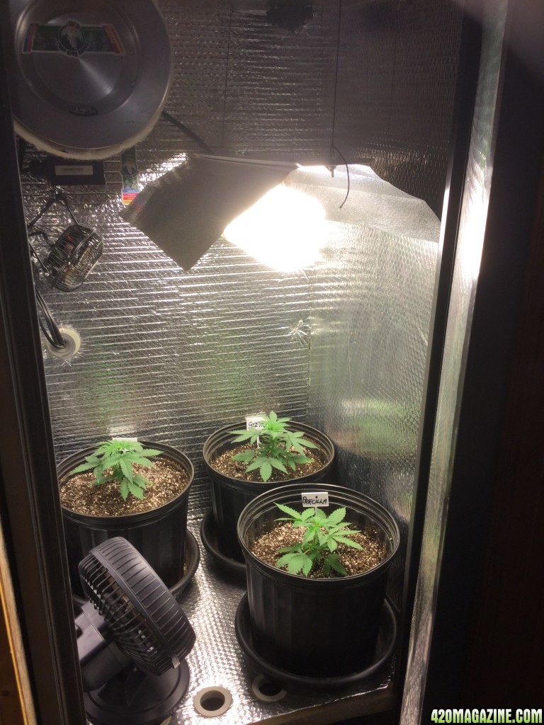 4x4 Fusion Hut w/900 Watt Mars II Hydro LED