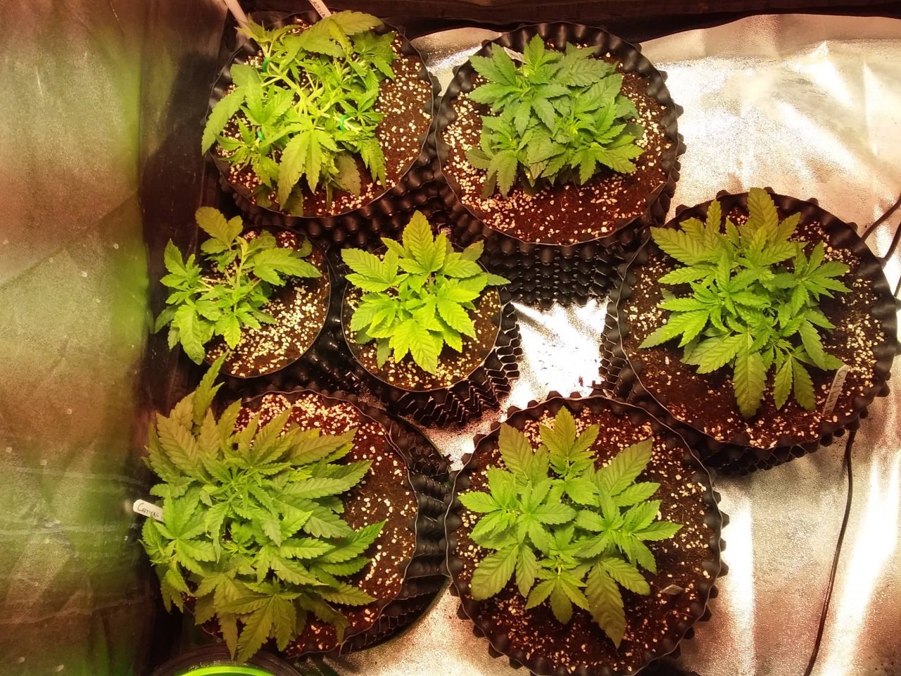 4x4 grow.jpg