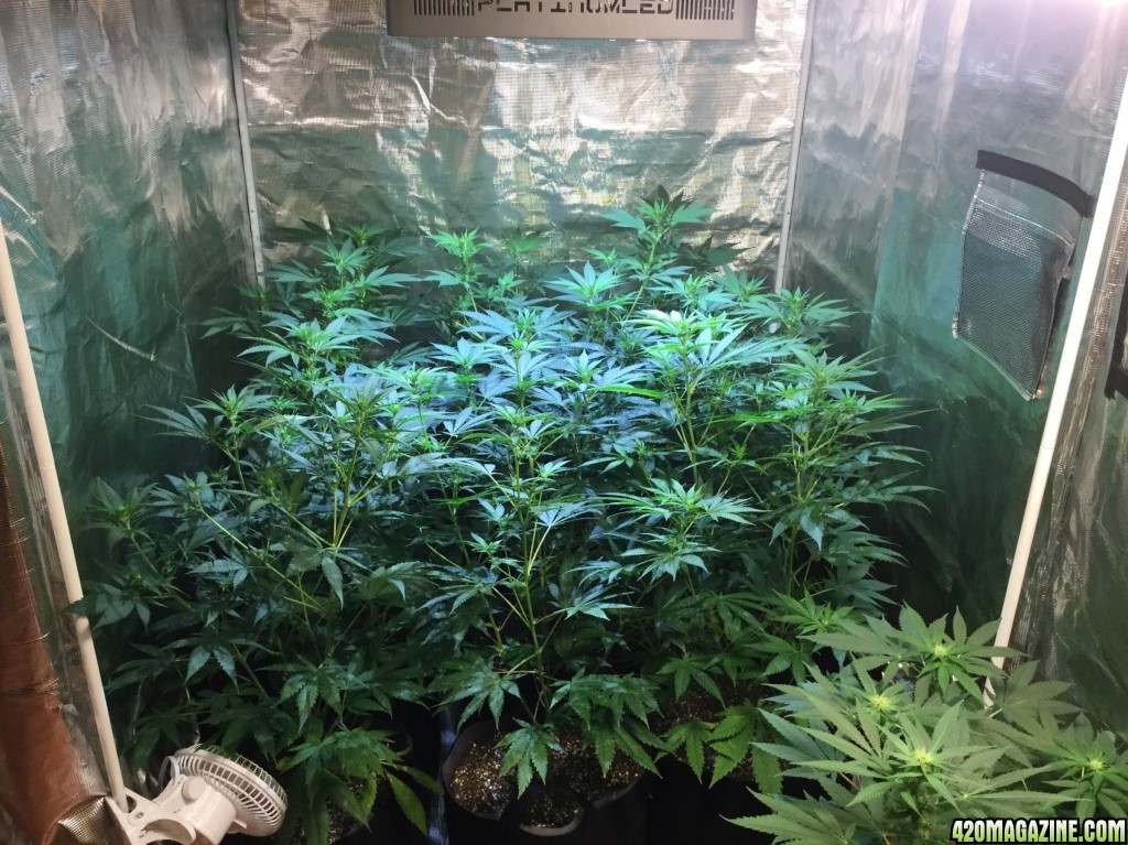 4x4 tent 12 plants