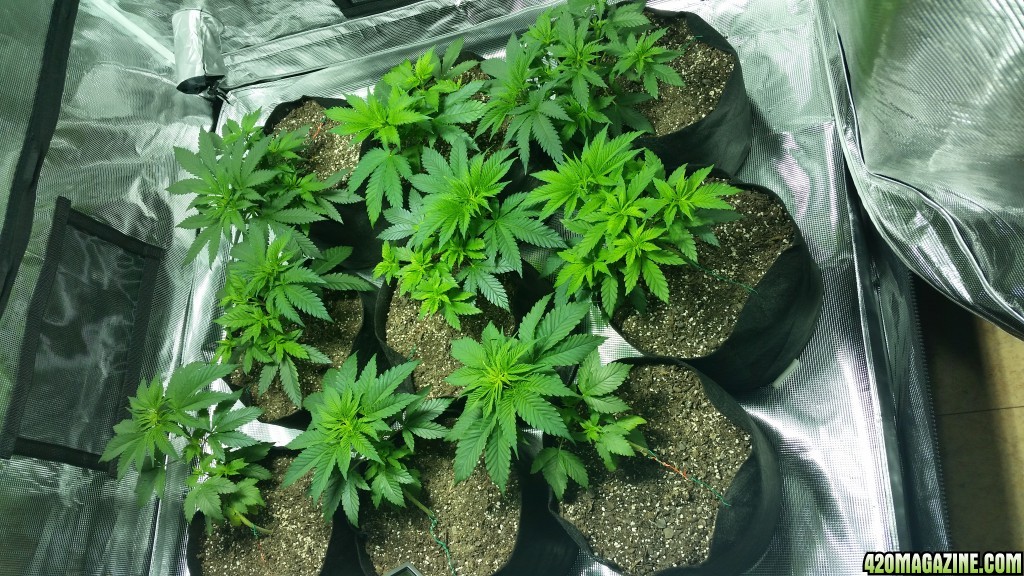 4x8 grow