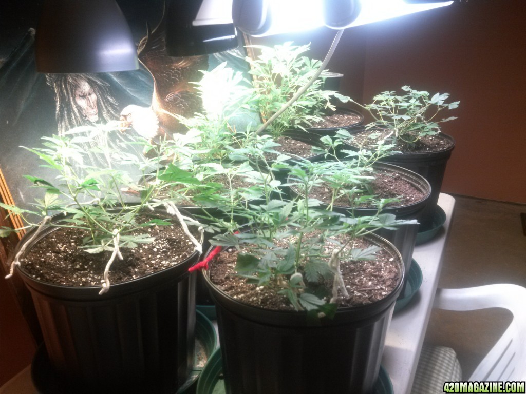 5/10/2016 7 Clones