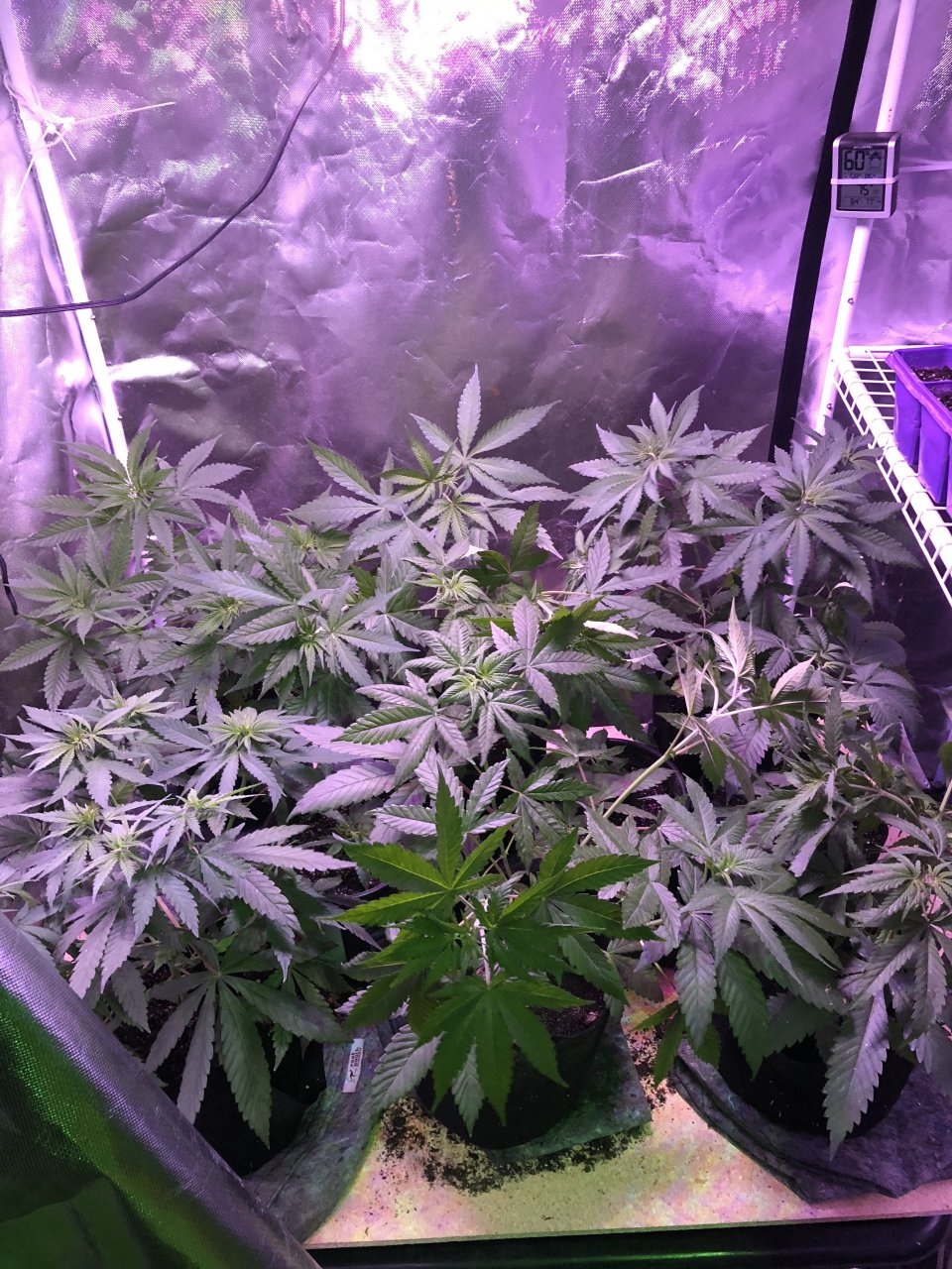 5 BCP and 1 BBTW in the Veg Tent