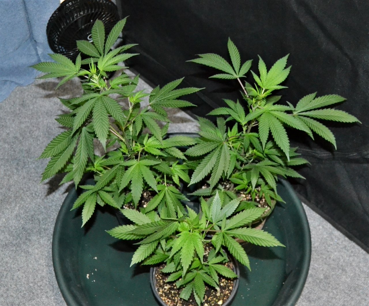 #5 chem ud clones