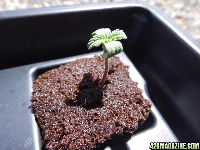 5 day seedling