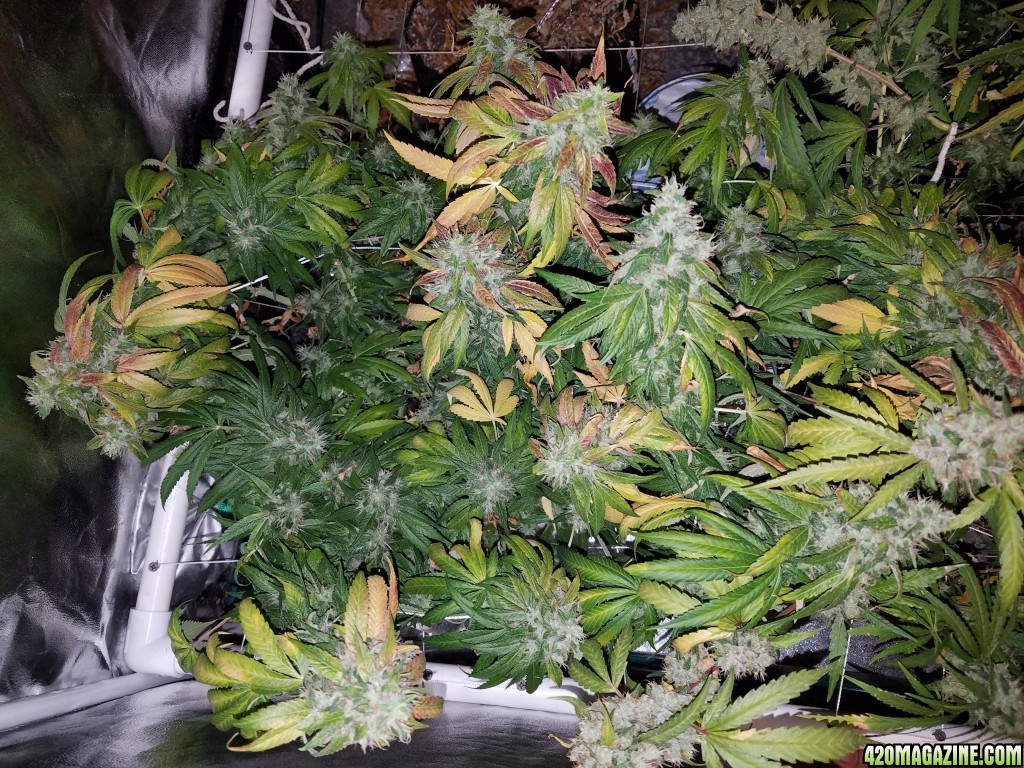 5 days before harvest