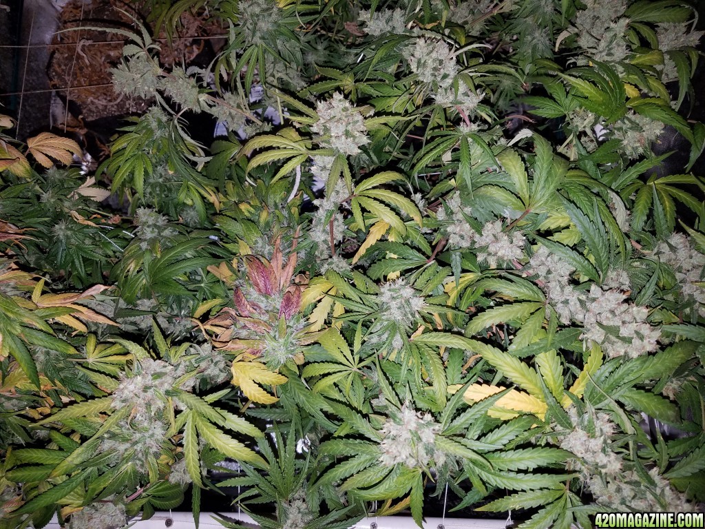 5 days before harvest