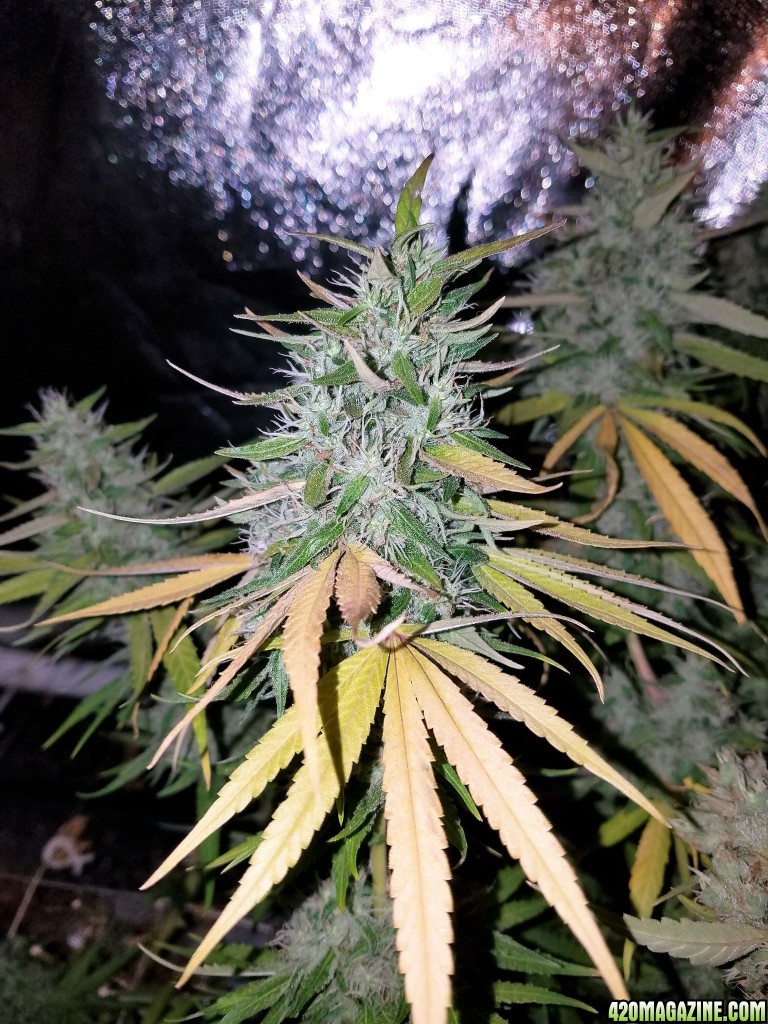 5 days before harvest