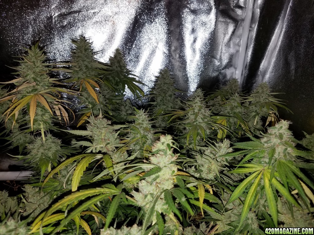 5 days before harvest