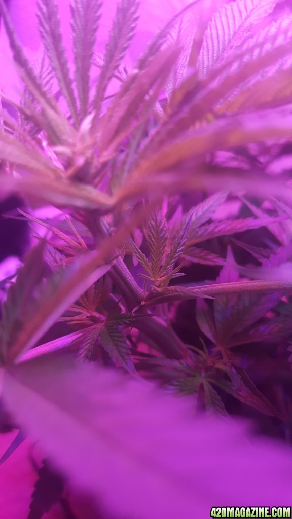 5 days into flower