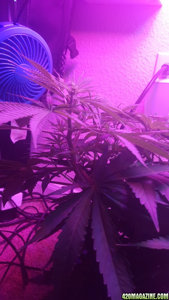 5 days into flower