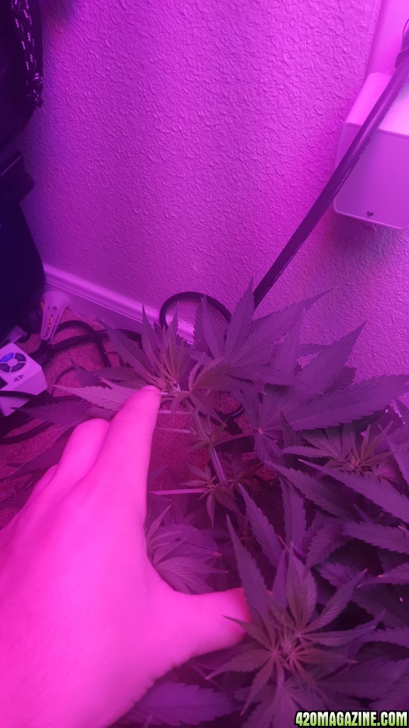 5 days into flower