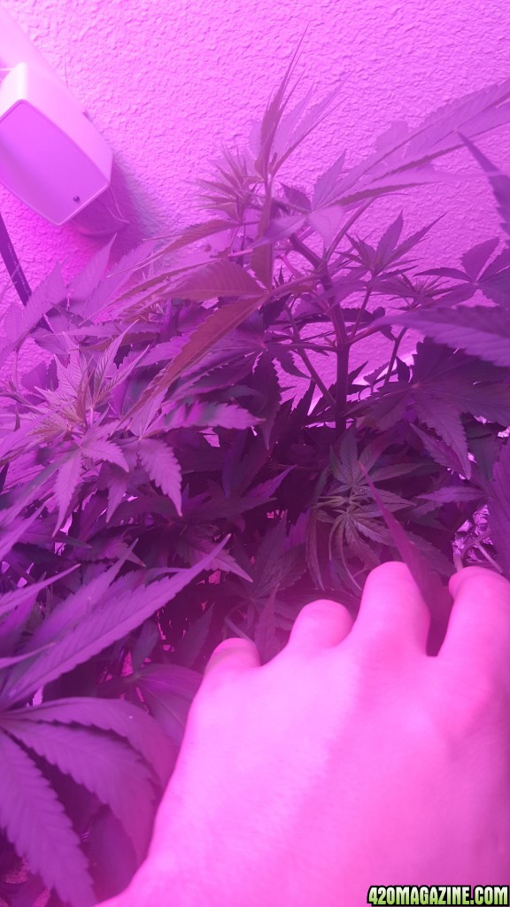 5 days into flower