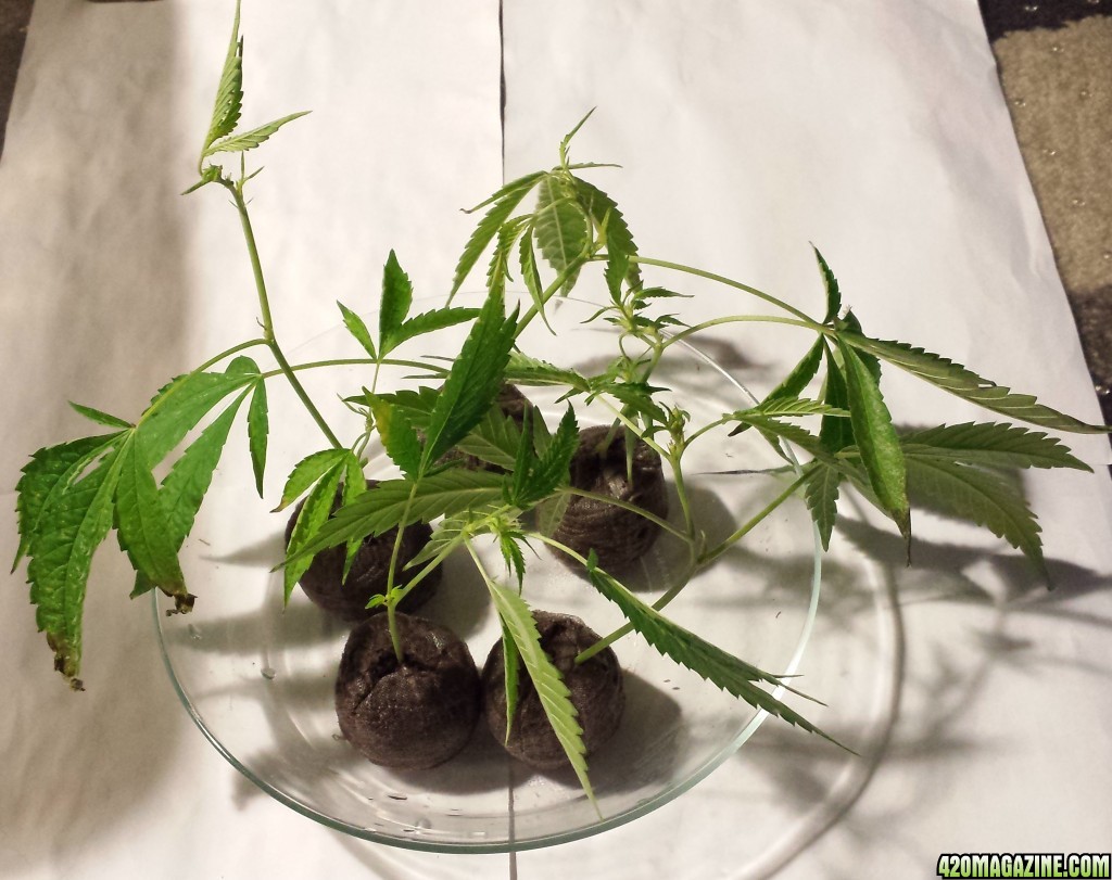 5 new AK-47 clones