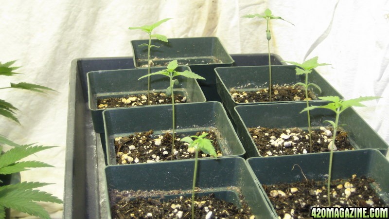 5 new chronic seedlings and one haze special