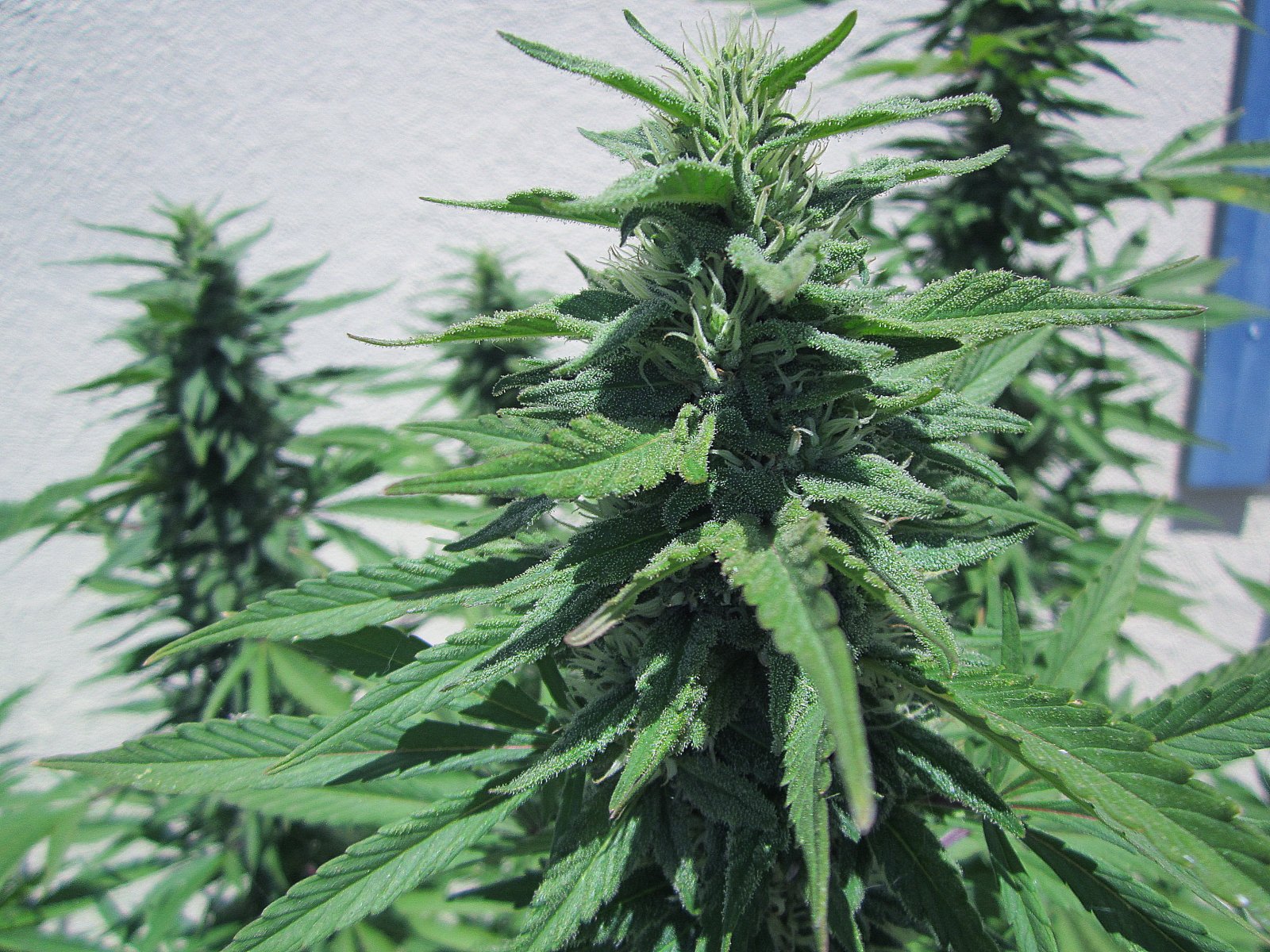 5-somango bud.JPG