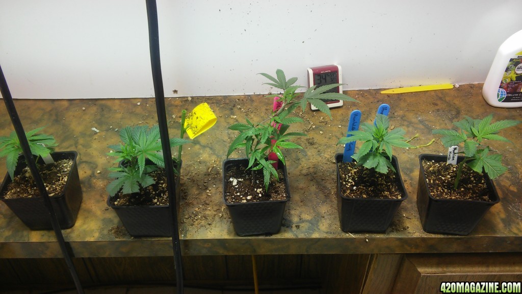 5 strains 6 plants