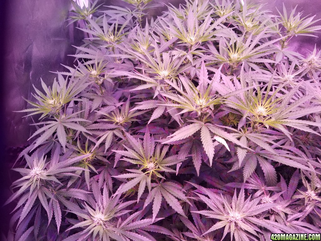 5 weeks in flower