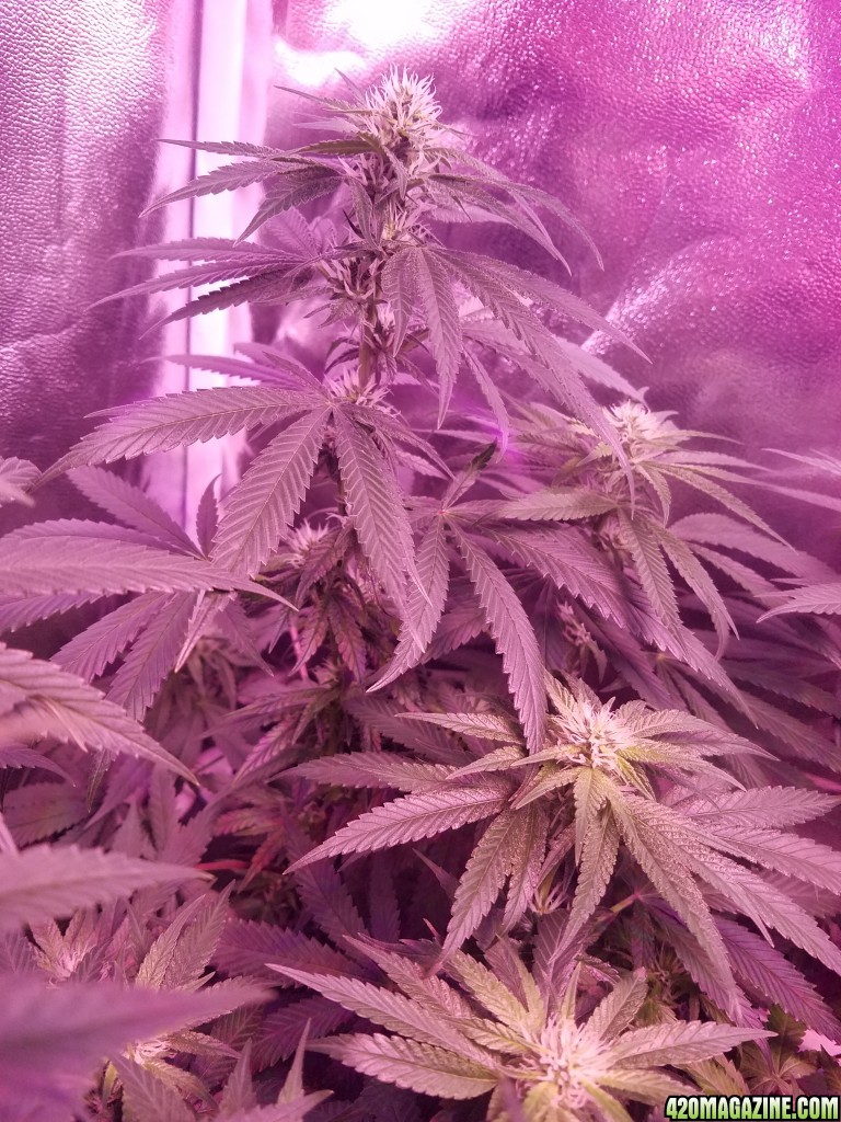 5 weeks in flower