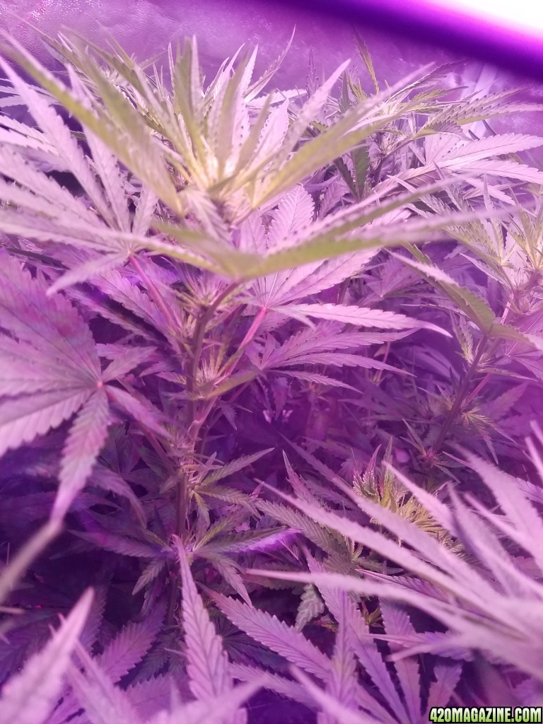 5 weeks in flower