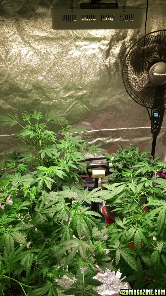 5 x 5 Tent wide