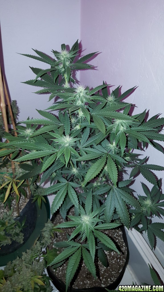 501_og_3_weeks