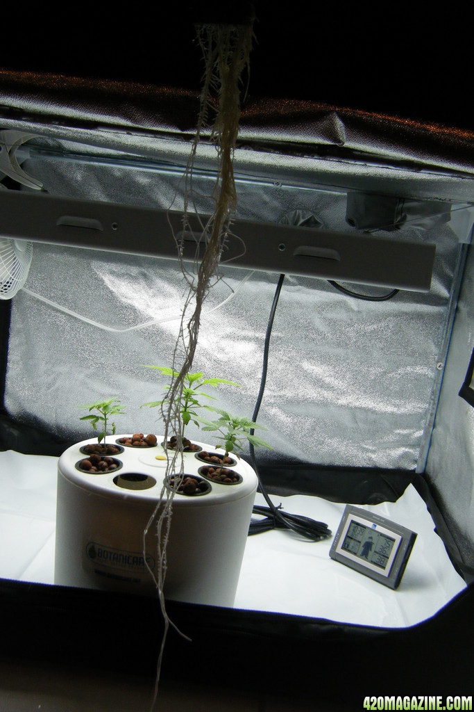 50_roots_day32