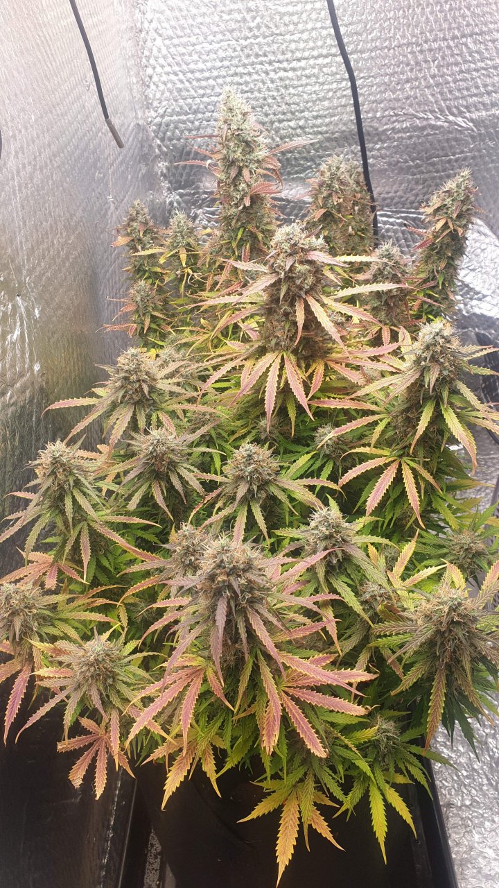 5178565_grow-journal-by-ukfarmer420.jpg