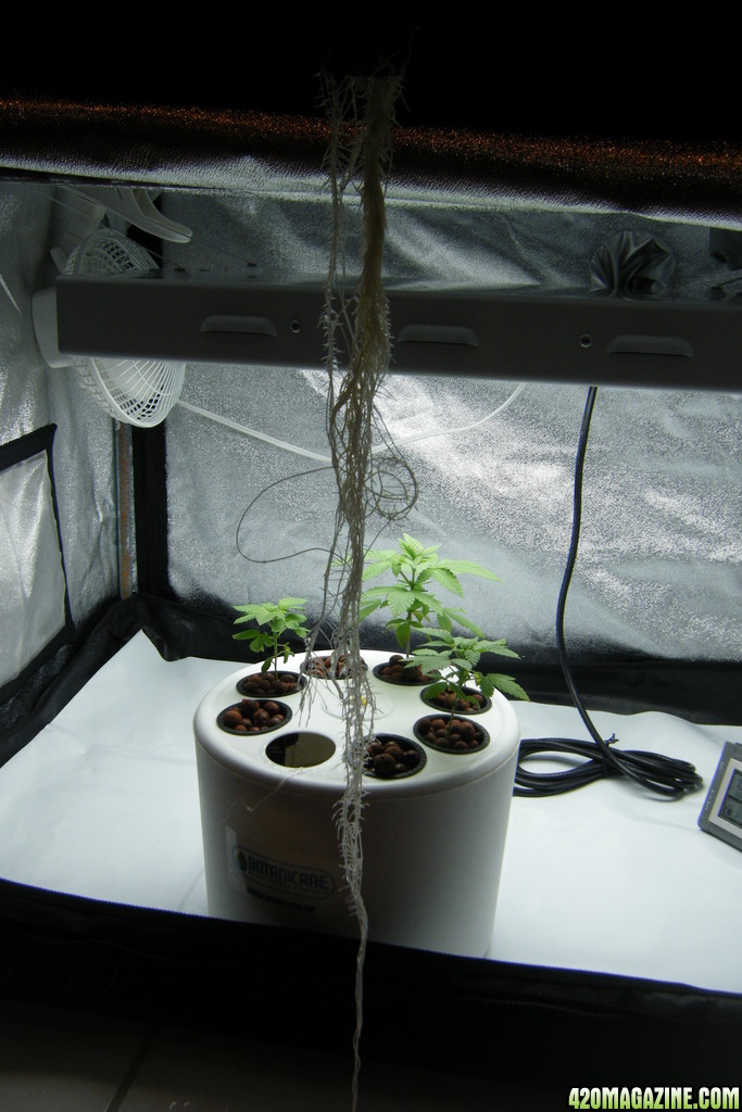 53_roots_day33