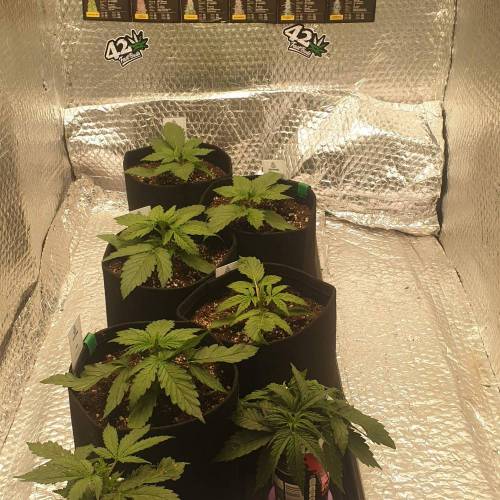 5441096_grow-journal-by-ukfarmer420_m.jpg