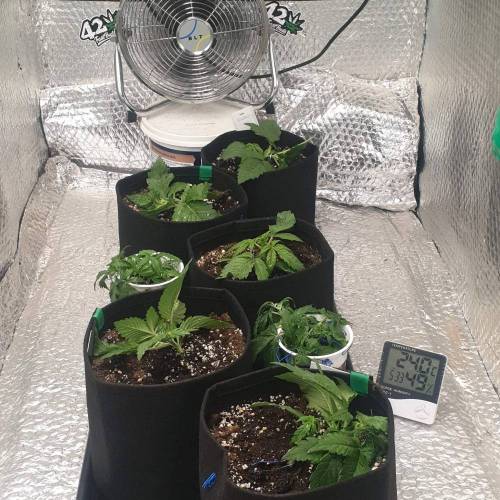 5441097_grow-journal-by-ukfarmer420_m.jpg