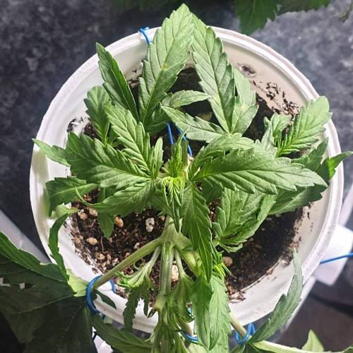 5441126_grow-journal-by-ukfarmer420_m.jpg