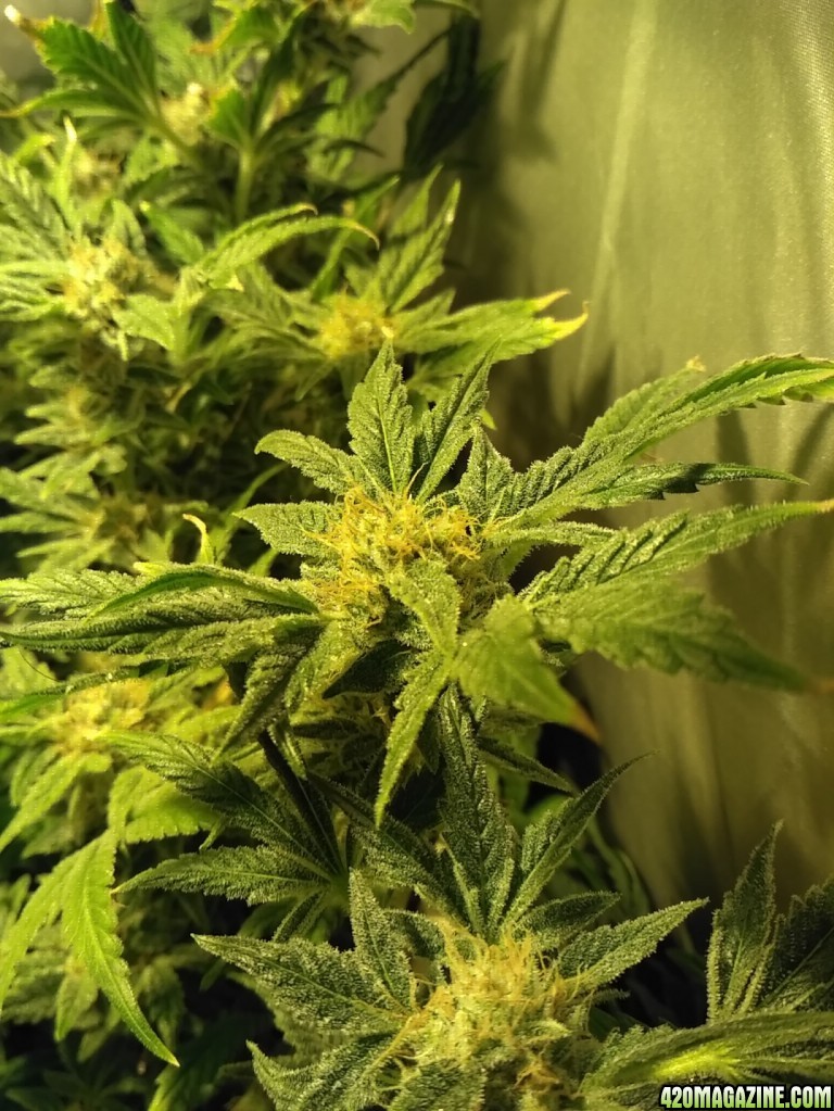 [55F] Sweet Seeds Cream Mandarine F1