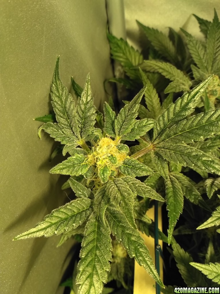 [55F] Sweet Seeds Cream Mandarine F1