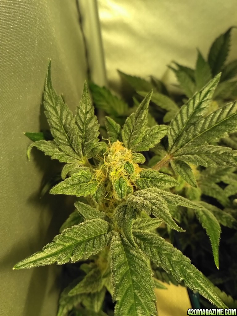 [55F] Sweet Seeds Cream Mandarine F1