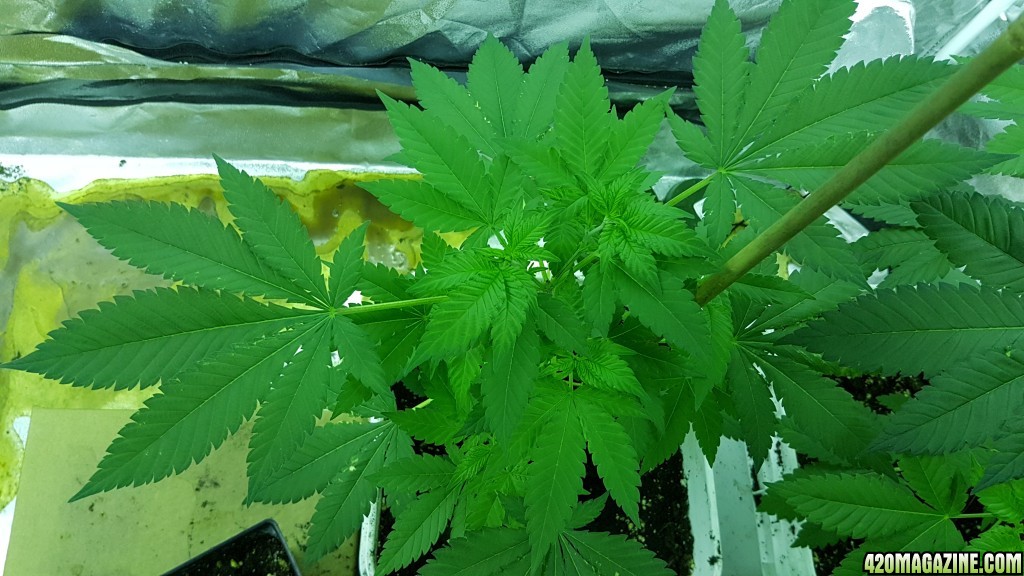 57 days white cookie