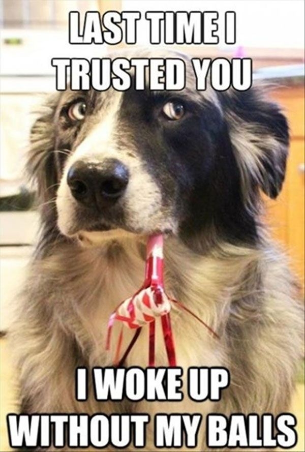 57ad9cc3860cfb97b5b29ced--funny-dogs-funny-animals.jpg