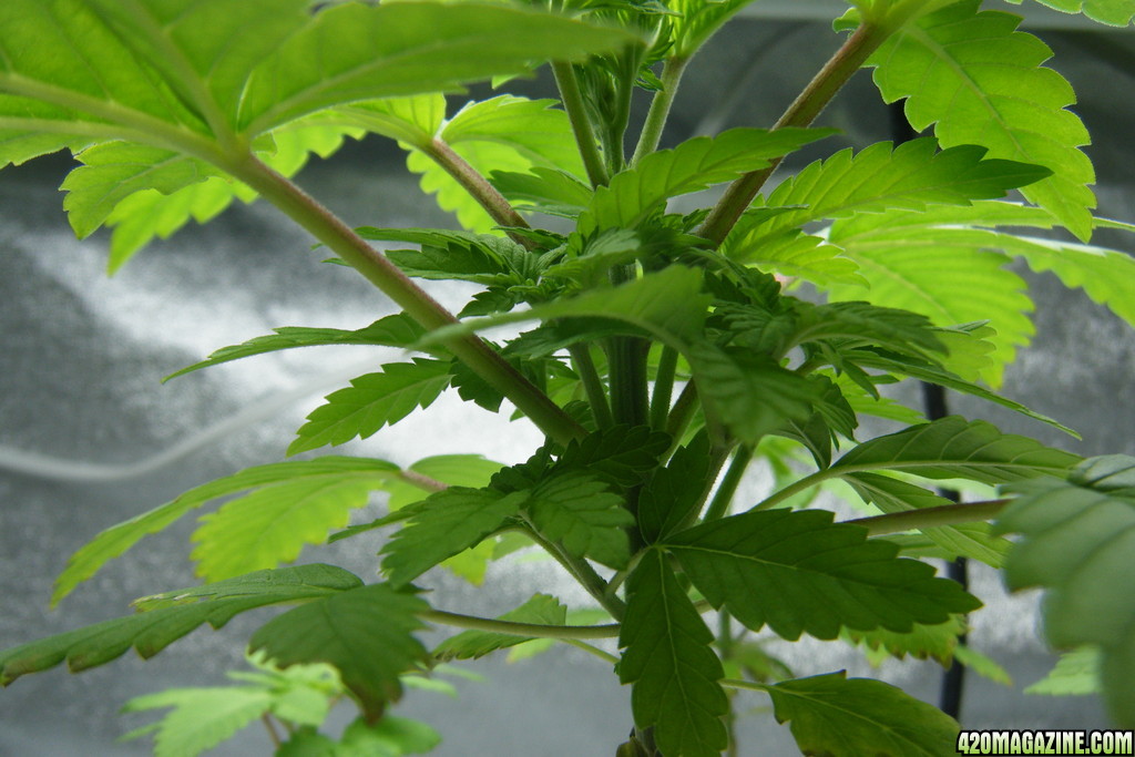 58_seedling_closeup_day35